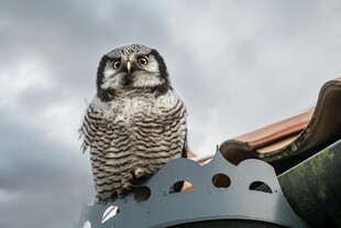 猫头鹰栖息于机械部件上