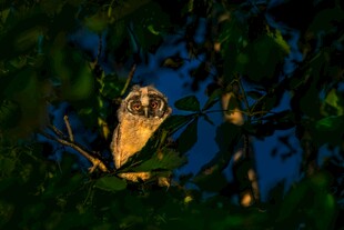 夜幕中栖息于枝头的猫头鹰