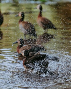 野鸭戏水溅起水花