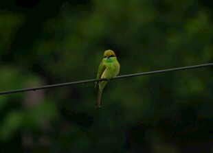 绿羽小鸟栖于电线上