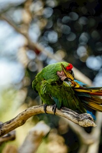 多彩鹦鹉栖息枝头