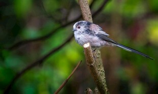 枝头银喉长尾山雀