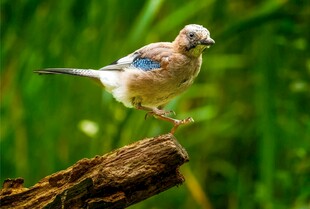 树枝上的美丽小鸟