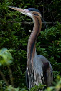 长脖鹭鸟立于葱郁绿植间