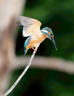 翠鸟展翅欲飞瞬间