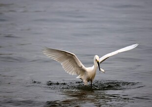 白鹭水中展翅捕食瞬间