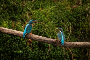 树枝上的两只翠鸟