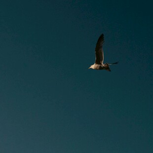 蓝天中翱翔的飞鸟