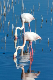 水中优雅的火烈鸟