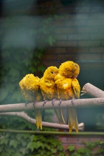 枝头绽放的黄色美丽花朵