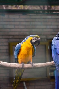 蓝黄鹦鹉栖息于枝头