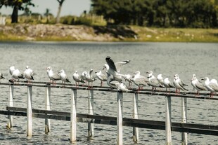 水边栏杆上栖息的众多飞鸟