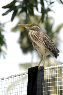 站在围栏上的长嘴鸟