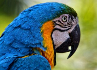 蓝黄相间的美丽金刚鹦鹉