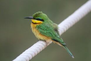 绿羽小鸟栖息白色绳上