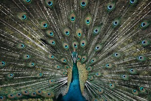 开屏的美丽孔雀