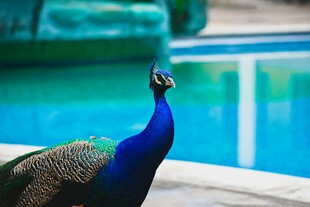 泳池边的美丽孔雀
