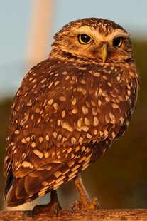 站立的斑点猫头鹰