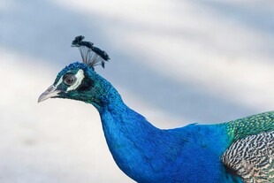 蓝孔雀头顶站着小鸟