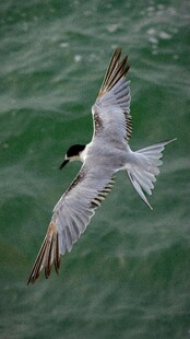 海面上飞翔的优雅燕鸥