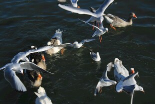 海鸥水中嬉戏觅食场景