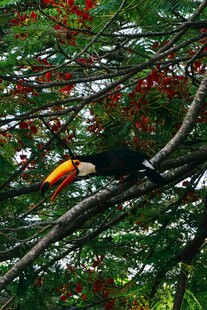 枝头彩鸟栖于繁花绿树间