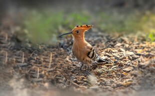 草丛中的美丽小鸟