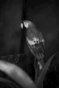 黑白画面中的栖息鹦鹉