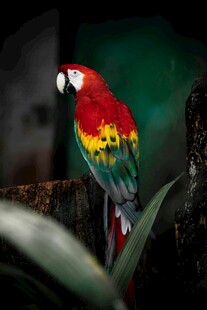 多彩鹦鹉栖息绿植间