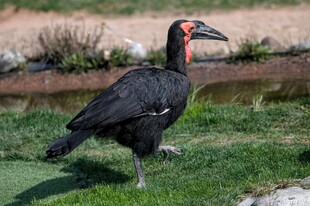 黑羽红喉鸟站立于草地