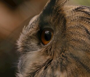 猫头鹰特写