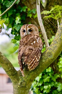 树枝上栖息的棕色猫头鹰