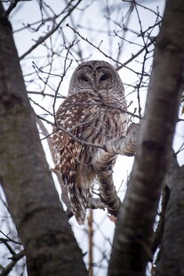 树枝上的猫头鹰