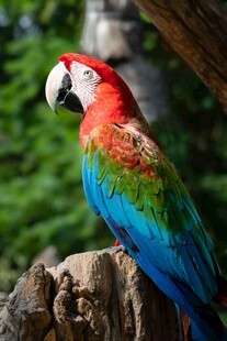 多彩鹦鹉栖息于枝头