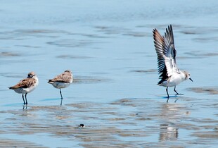 海滩上展翅的鸟儿与同伴