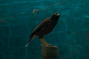 站在木桩上的黑羽小鸟