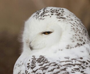 雪白猫头鹰特写