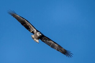 翱翔蓝天的雄鹰