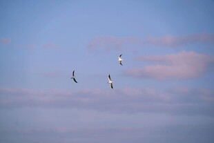 天空中飞翔的几只鸟儿