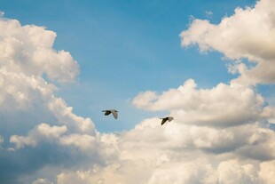 蓝天飞鸟 自然美好瞬间