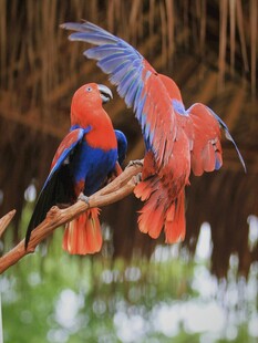 色彩艳丽的鹦鹉栖息枝头