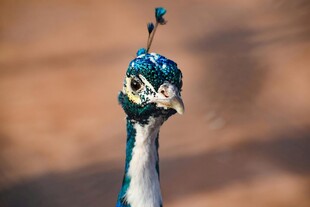 蓝孔雀特写