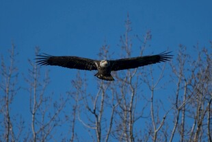 翱翔蓝天的雄鹰