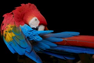色彩斑斓的美丽鹦鹉