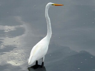 水中站立的优雅白鹭