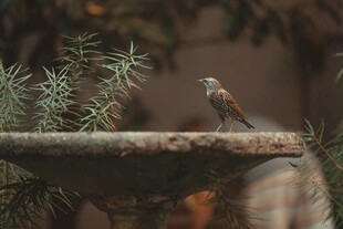 小鸟立于古朴水盆边