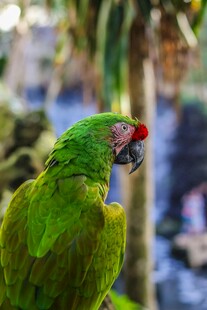 翠绿鹦鹉特写