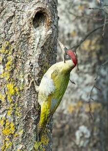 啄木鸟于树干啄洞觅食