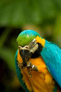 多彩鹦鹉特写