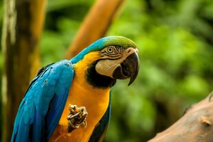 蓝黄相间鹦鹉栖息树枝